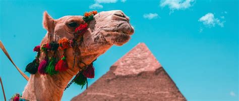 Leave a reply cancel reply. Tie Your Camel, But Trust in God