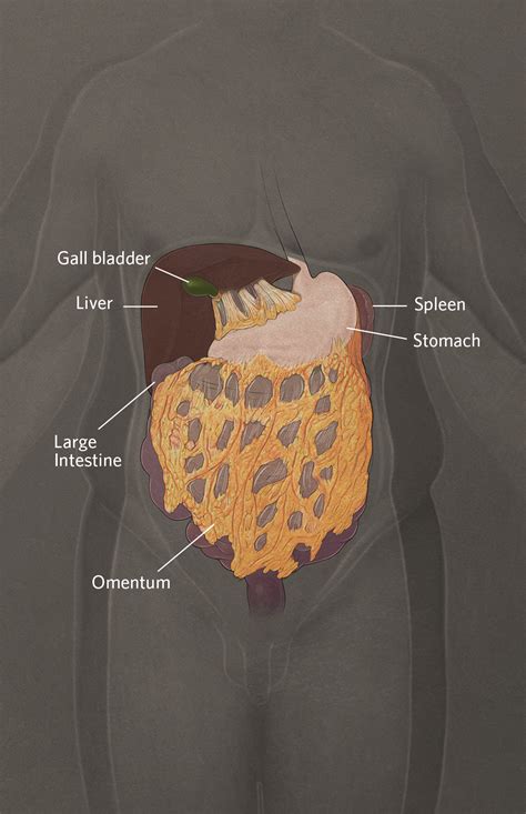 Human Abdominal Organs