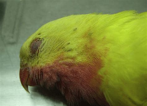 Feather Lice In A Princess Parrot Polytelis Alexandrae Lutino