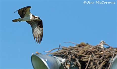 House Sparrows nest in Osprey nest! | House sparrow nest, Sparrow nest, Osprey nest