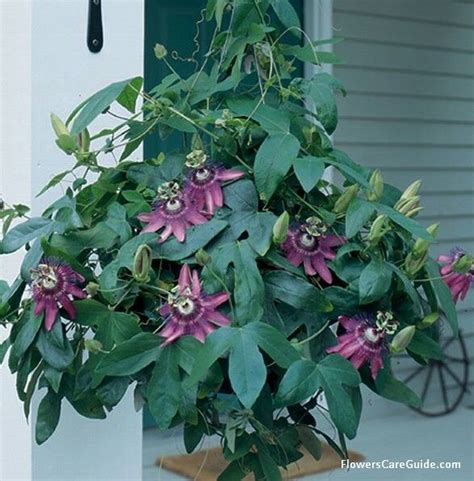 Passion Vine Passion Vine Passion Flower Plants For Sale Online