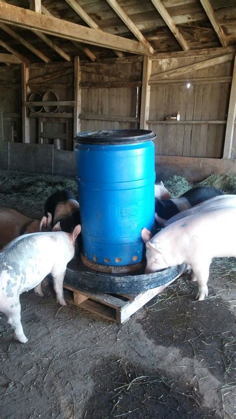 Happy Pigs With The New Automatic Feeder Pigs Farming Livestock Pig