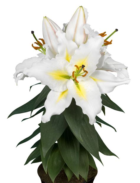 Oriental Lily Lily Looks Sunny Azores
