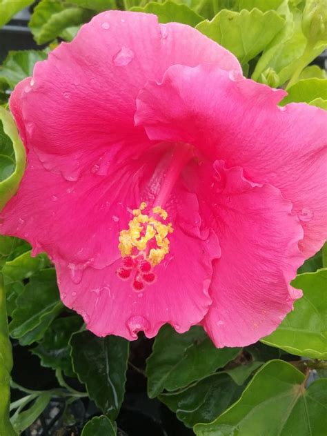 Hibiscus Gwen Mary In 75mm Supergro Tube Trigg Plants
