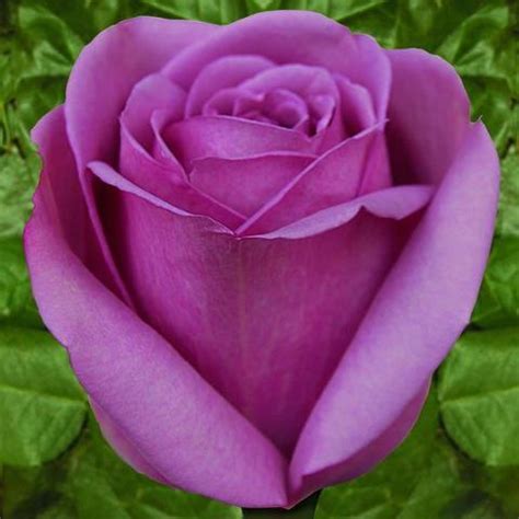Ricordare le preferenze dell'account, del browser e locali. Flowers Amazing Creation of Allah - Towards Islam