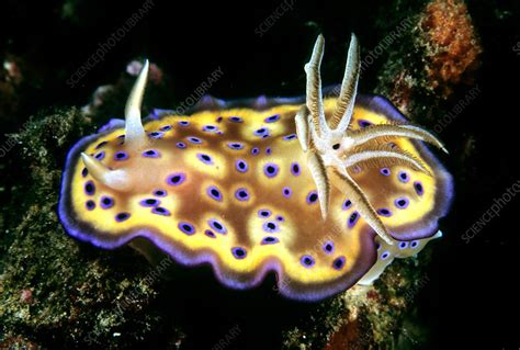 Purple Spotted Nudibranch Stock Image F0320061 Science Photo Library
