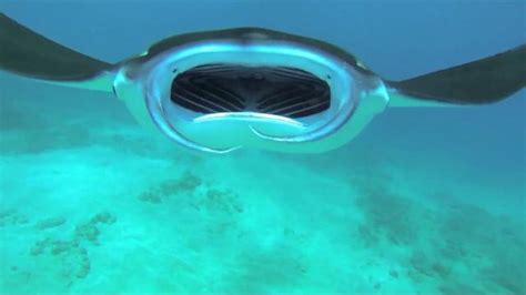Diver Captures Video Of Inside A Manta Rays Mouth