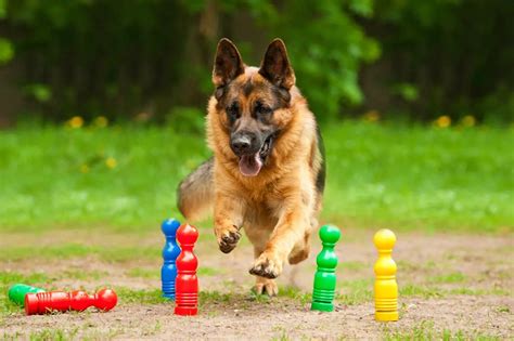 Games To Play With German Shepherd When Bored Shepherds Bone