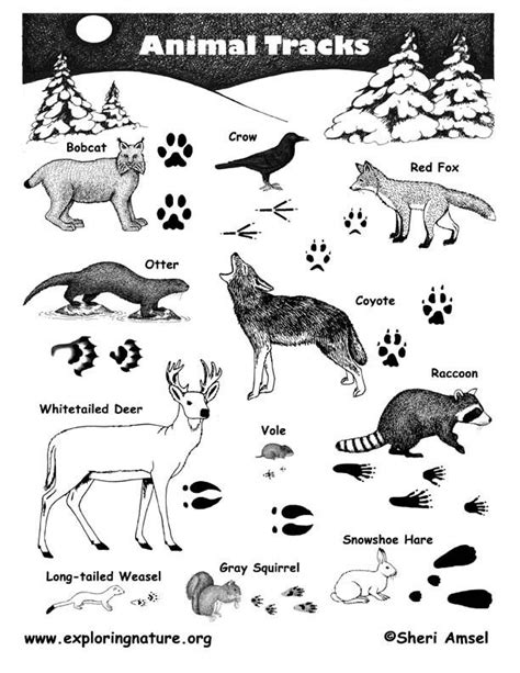 Animal Tracks Trapping Pinterest Animal Tracks Track And Animals