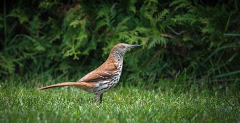 11 Common Brown Birds Found In Colorado Nature Blog Network