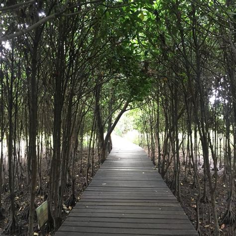 Ekowisata Mangrove Wonorejo Surabaya Jawa Timur