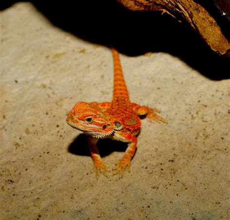 Free Images Animal Wildlife Orange Toad Fauna Lizard Smile