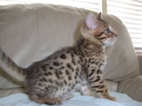 He is stunning and has the best personality. Beautiful Bengal Kittens TICA Reg Home Raised FOR SALE ...