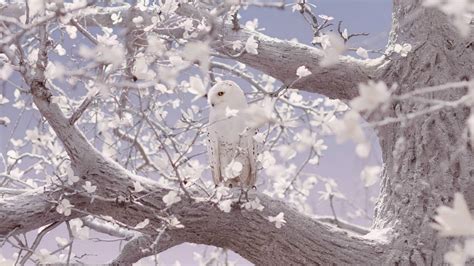 Pics Of Snowy Owls Owl Barn Flying Snowy Wallpapers Baltana Tags