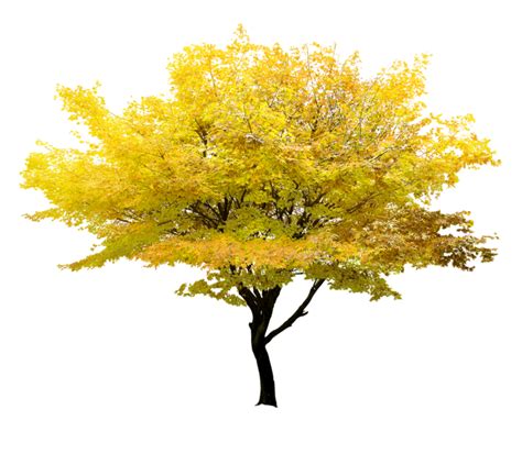 ftestickers autumn tree maple yellow sticker by @pann70 png image