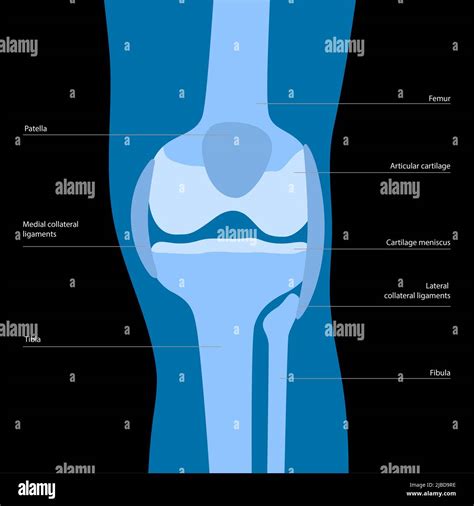 Knee Anatomy Illustration Stock Photo Alamy