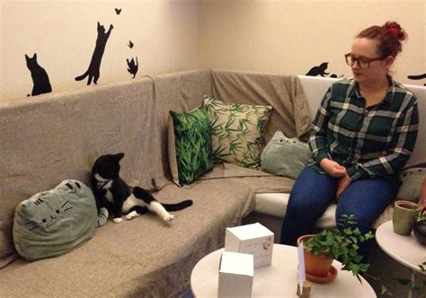 Bristols First Cat Cafe Is Now Open