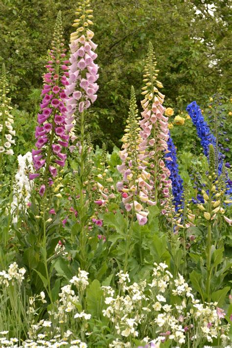 There are annual and perennial varieties of lupines. Perennials