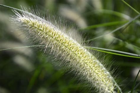 Grasses Plants Summer Free Photo On Pixabay Pixabay