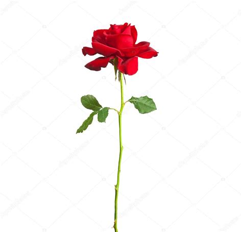 Long Stem Red Rose — Stock Photo © Liusol 85219074