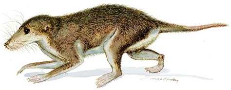 Palaeontology What Were The Mammal Ancestors Like 65 Million Years