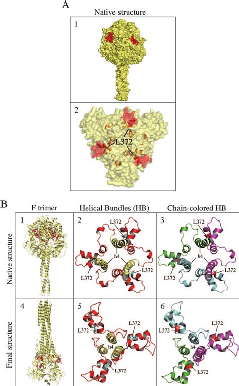 Structure Of The Paramyxovirus F Protein A Image 1 Shows A