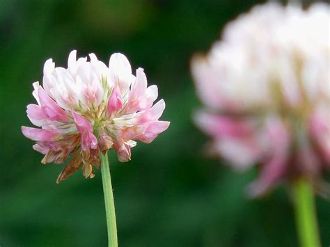 Pink And White Clover Flower Free Photos Uihere
