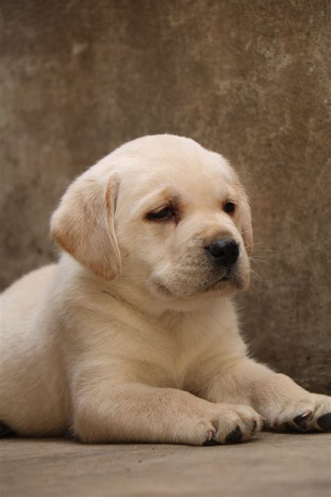 How Much Is A Labrador Retriever Puppy Cost Buy Sell Labrador Puppies