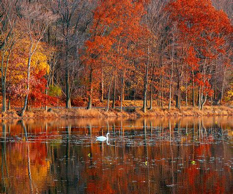 Wallpaper Park Autumn Trees Red Lake Ny Reflection Fall Swan