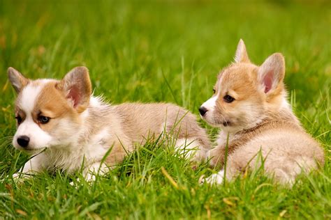 The unregulated breeders who are selling outside of. Corgi Puppies 22 | Daniel Stockman | Flickr