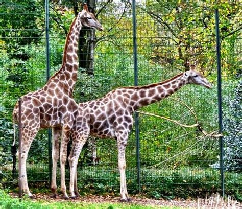 Die hauptakteure in dem besagten video sind die beiden tapire alex und fahéj. Dortmund Zoo - 2020 Alles wat u moet weten VOORDAT je gaat ...