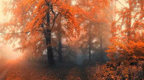 Autumn Forest Wallpaper For Desktop Pixelstalknet