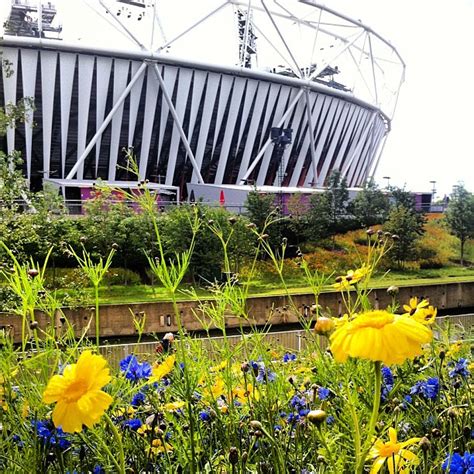 Stadium And Flowers