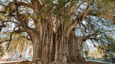 The 6 Unmissable Oaxaca City Day Trips And Tours Mexico