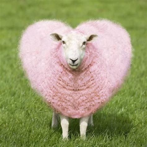 Heart In Nature Heart Art Love Heart Sheep Farm Sheep And Lamb Ewe