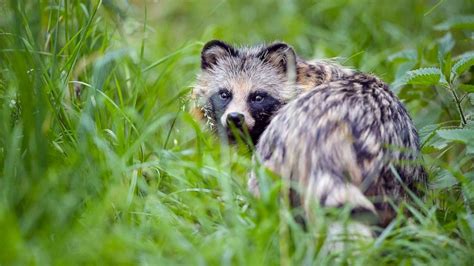 New Report Suggests Covid Pandemics Origins Linked To Raccoon Dogs At