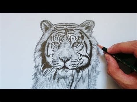 Aprender Acerca 53 Imagem Dibujos De Tigres A Lapiz Thptletrongtan
