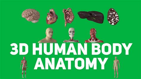 3d Human Body Anatomy Animations Medical Green Screen Graphics