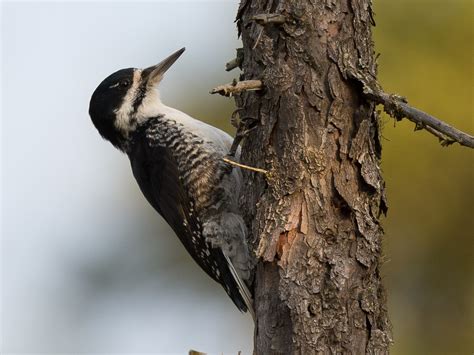 Black Backed Woodpecker Vermont Ebird