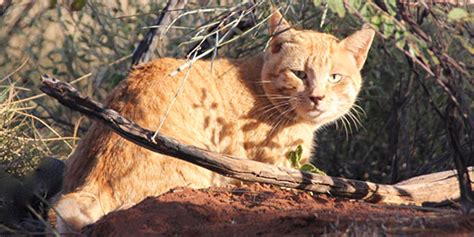 Feral Cat Management Key To Saving Threatened Species Deakin Ecologist