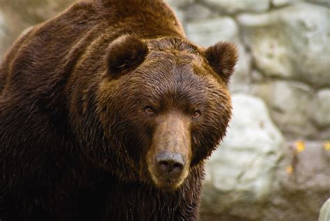 Filemedvěd Kamčatský Ursus Arctos Beringianus Kamchatka Brown Bear Wikimedia Commons
