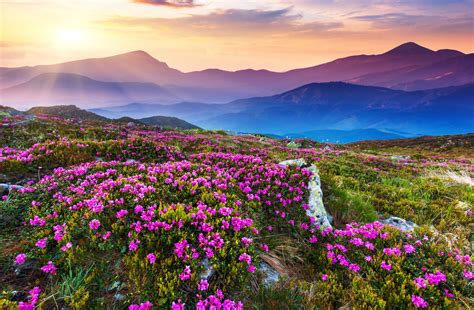 Flower Field Sky Sunlight Landscape Nature Mountains Mountain Hd Wallpaper
