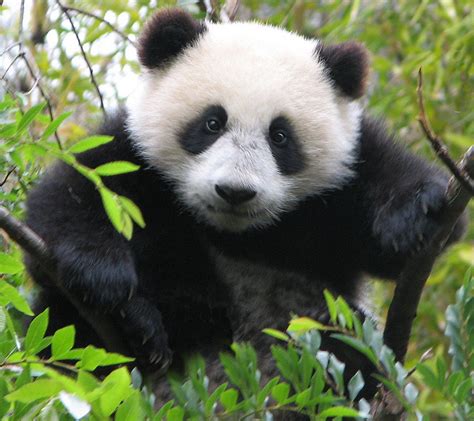 Legendary Panda Cub Tree Climber Su Lin She Has Reached Flickr