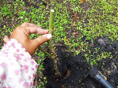 Cara tanam pisang dalam pasu. Kebun Bahagia Bersama: Mood Menanam Mulberry