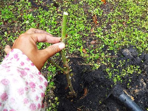 Tanam halia tersebut di dalam pasu dan pastikan ianya berada di kawasan separuh teduh, tetapi masih mempunyai dedahan cahaya matahari. Kebun Bahagia Bersama: Mood Menanam Mulberry