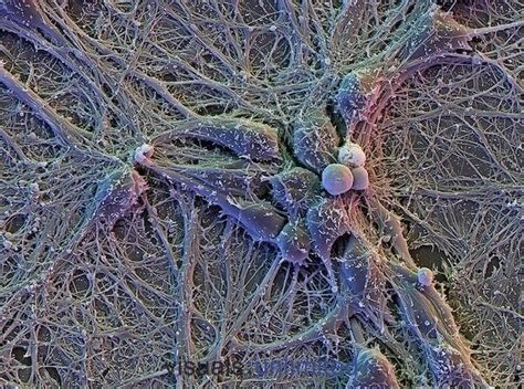 Neurons Forever Brain Images Microscopic Photography Science Nature