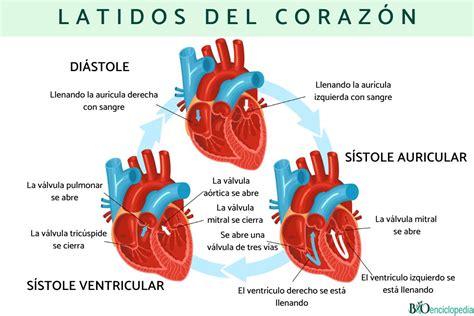 Corazón Humano Anatomía Y Función Resumen