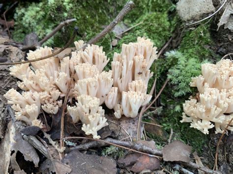 Upright Coral Fungus From Mill Mountain Pkwy Roanoke Va Us On August