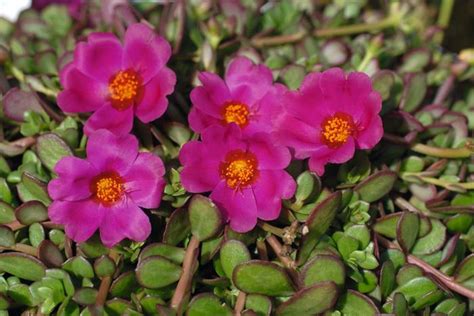 It possesses marked antioxidant activity. Purslane 'Rio Grande Magenta' Pigweed from Plantworks Nursery