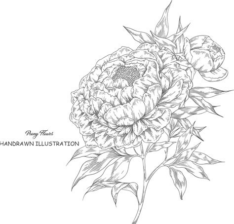 Premium Vector Vector Peony Flower Botanical Hand Drawn Illustration